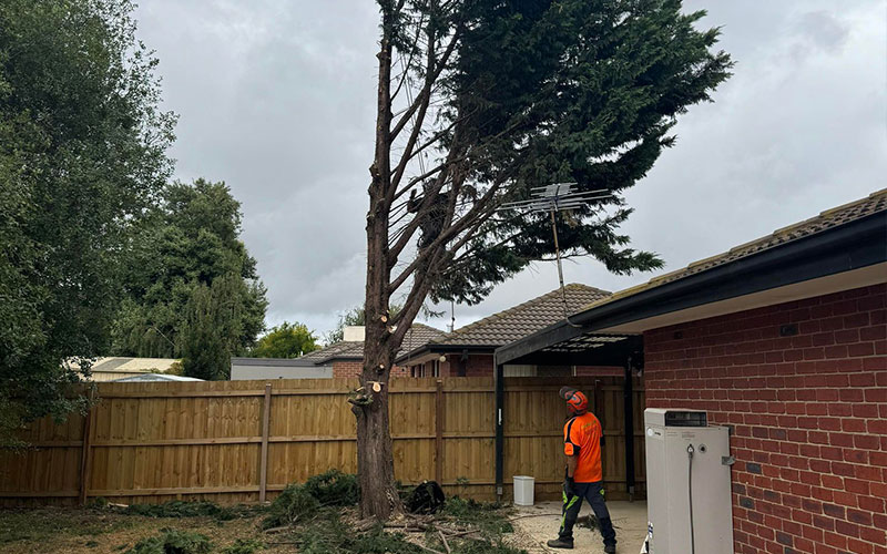 A tree overhanging a roof that needs to be removed