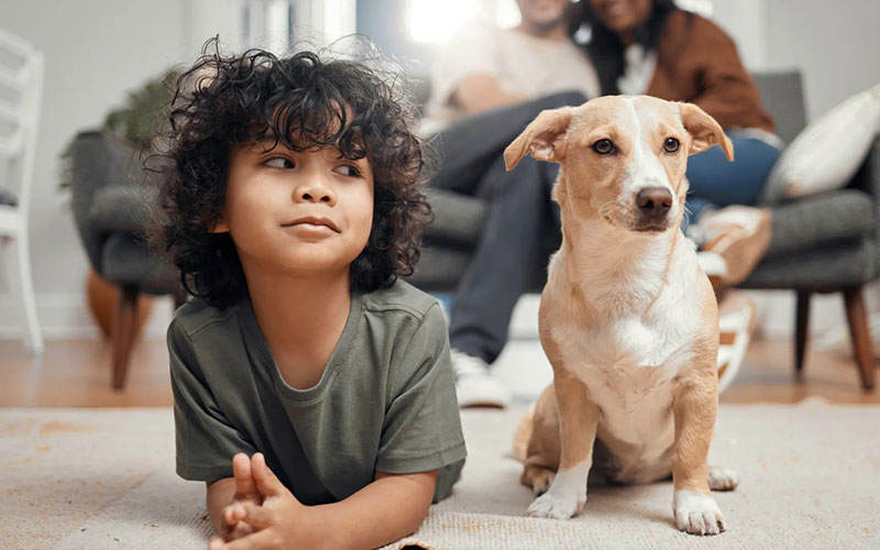 Keep pets and children indoors during a roof restoration